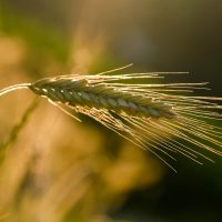 编辑在整理读者反馈与黄金价格实时常见问题解答内容的案头工作场景